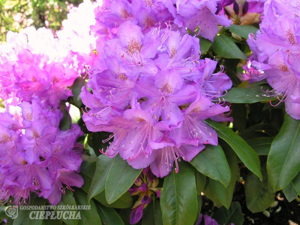 Рододендрон гибридный Пурпуреум Грандифлорум